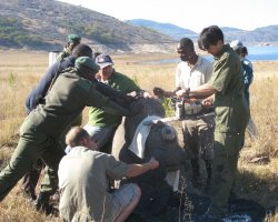 Dehorning rhino at Kyle