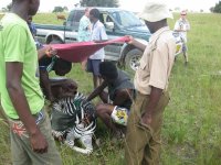 Younger zebra being caught