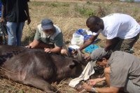 Removing buffalo snare