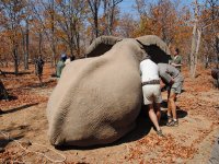 Kariba ele undergoing treatment