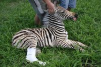 zebra foal